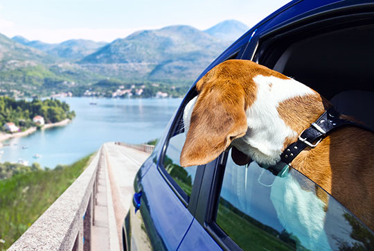 Dog in car by beautiful blue lake